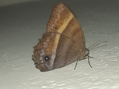 Taygetis asterie