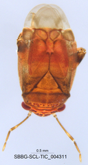 Coridromius chenopoderis