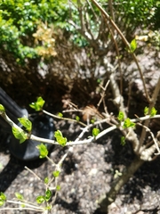 Hydrangea quercifolia