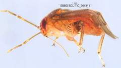 Coridromius chenopoderis