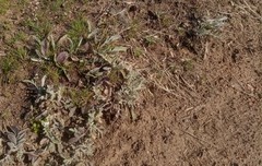 Psephellus marschallianus