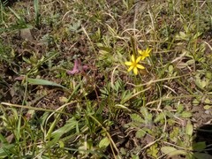 Gagea transversalis