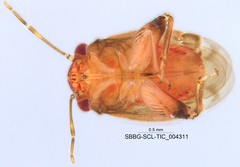 Coridromius chenopoderis