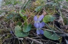 Viola suavis