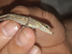 Anolis peraccae