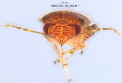 Coridromius chenopoderis