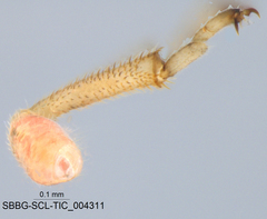 Coridromius chenopoderis