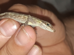 Anolis peraccae