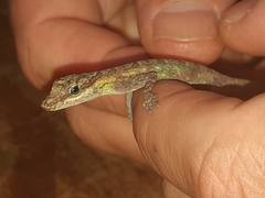 Anolis peraccae