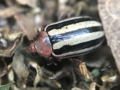 Disonycha leptolineata