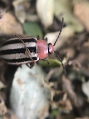 Disonycha leptolineata