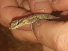 Anolis peraccae