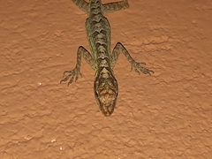 Anolis peraccae