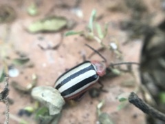 Disonycha leptolineata