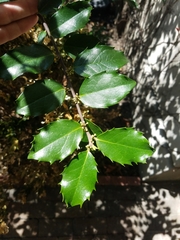Ilex opaca