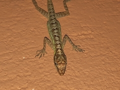Anolis peraccae