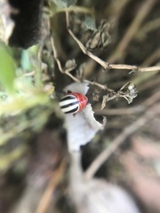 Disonycha leptolineata