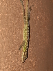 Anolis peraccae