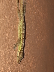Anolis peraccae