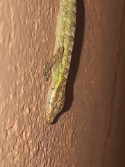Anolis peraccae