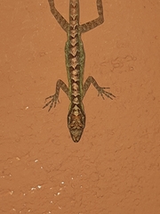 Anolis peraccae