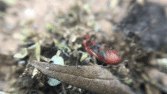 Disonycha leptolineata