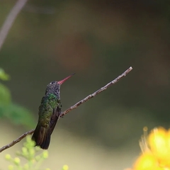 Chionomesa fimbriata