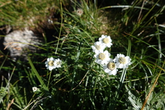 Achillea pyrenaica