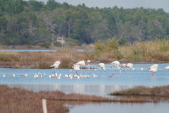 Phoenicopterus roseus
