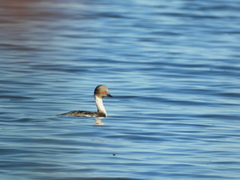 Podiceps occipitalis