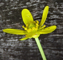 Ranunculus amphitrichus
