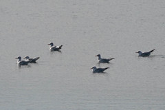 Chroicocephalus ridibundus