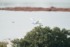 Egretta garzetta