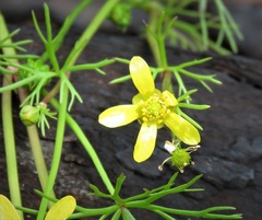 Ranunculus amphitrichus