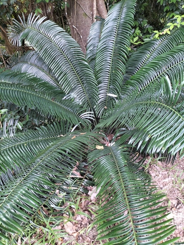 Image of Hope's Cycad (Lepidozamia hopei) by (c) Matthew Borella, some rights reserved (CC BY)