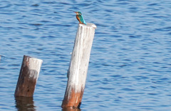 Alcedo atthis