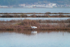 Egretta garzetta