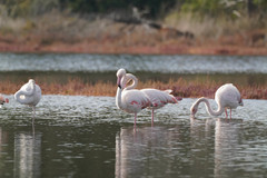 Phoenicopterus roseus
