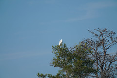 Ardea alba