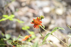 Lasianthaea macrocephala