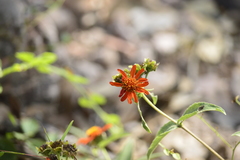 Lasianthaea macrocephala