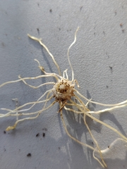 Tracheophyta