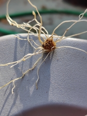 Tracheophyta