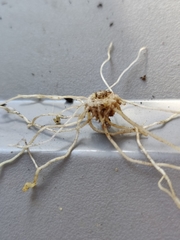 Tracheophyta