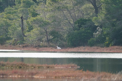 Ardea alba