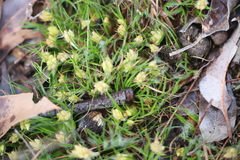 Conostylis aculeata aculeata