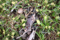 Conostylis aculeata aculeata