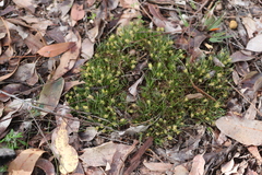Conostylis aculeata aculeata