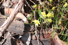 Conostylis aculeata aculeata