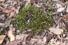 Conostylis aculeata aculeata